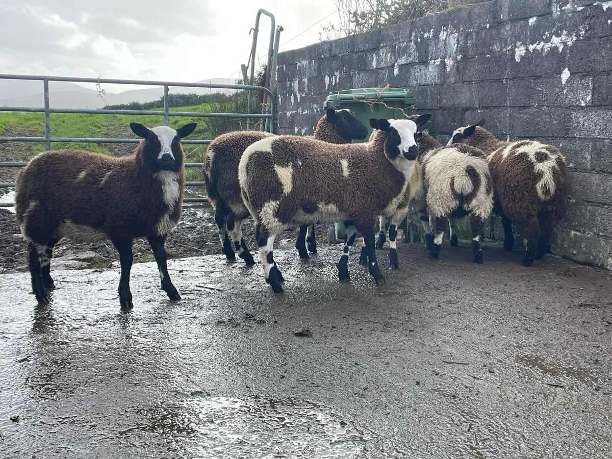 Dutch spot ewe lambs - Image 2