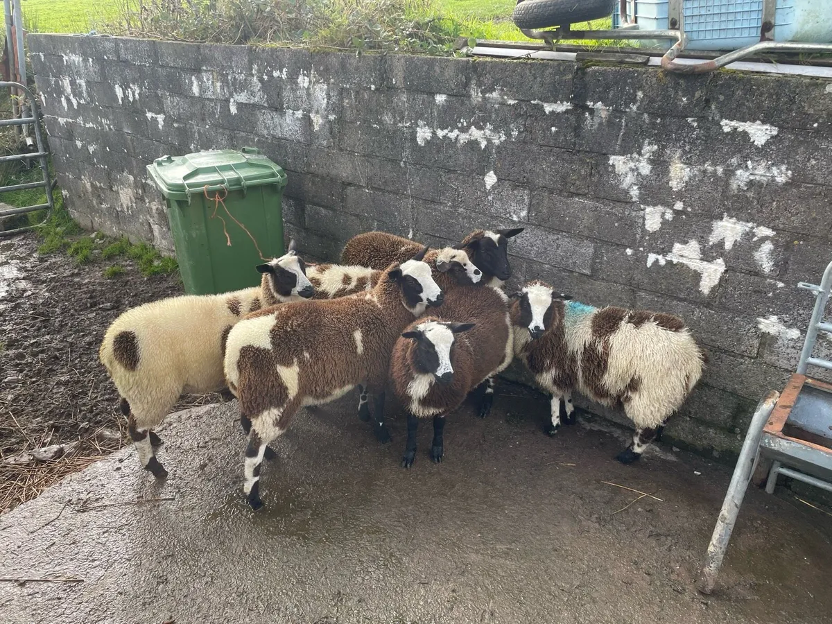 Dutch spot ewe lambs - Image 4