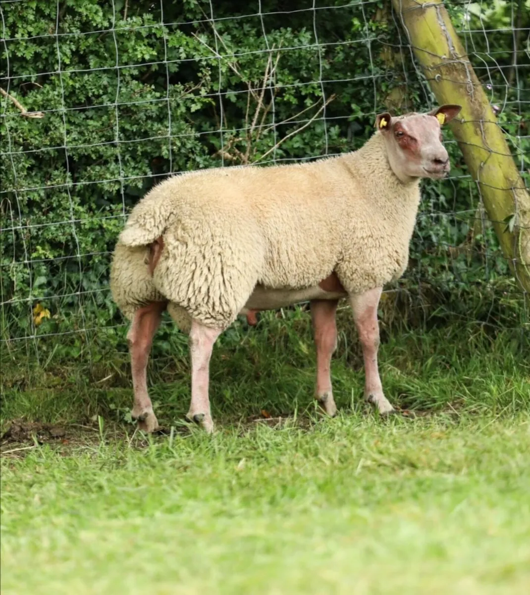 SIS Rouge Ram Lambs & SIS Dutch Spotted Ram - Image 4