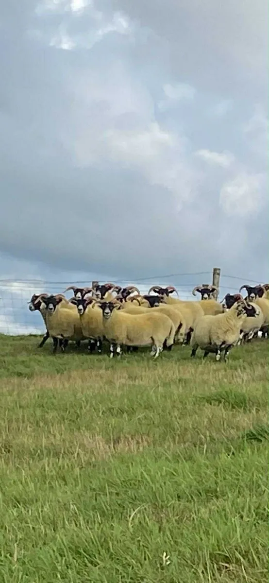 Lanark ewes and hoggets forsale this Friday 12th - Image 3