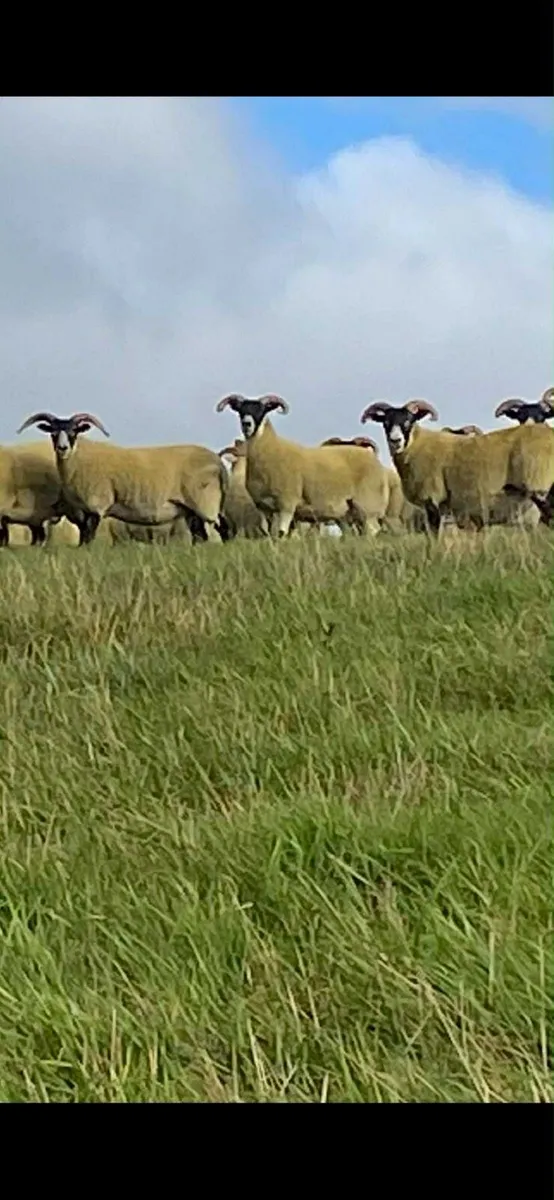 Lanark ewes and hoggets forsale this Friday 12th - Image 4