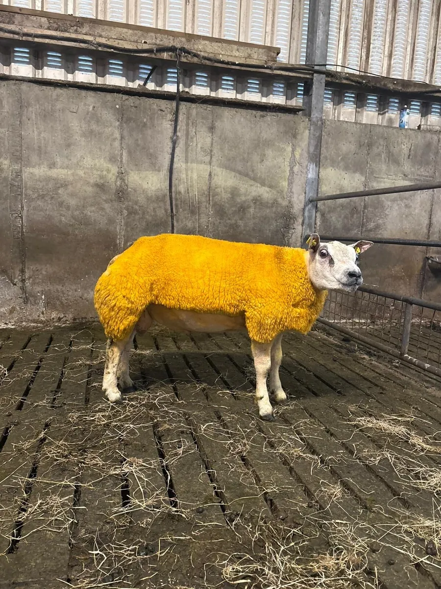 Beltex Ram lamb - Image 1