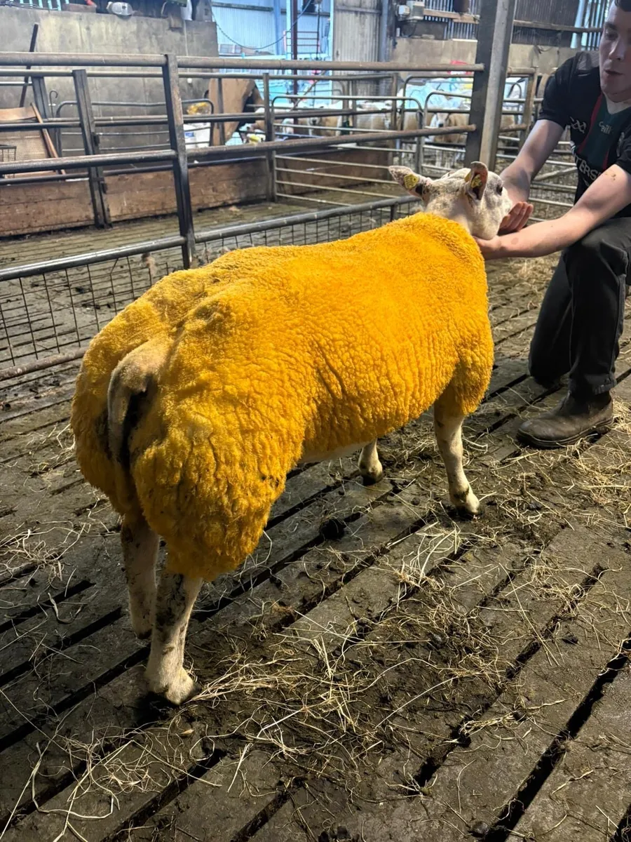 Beltex Ram lamb - Image 2