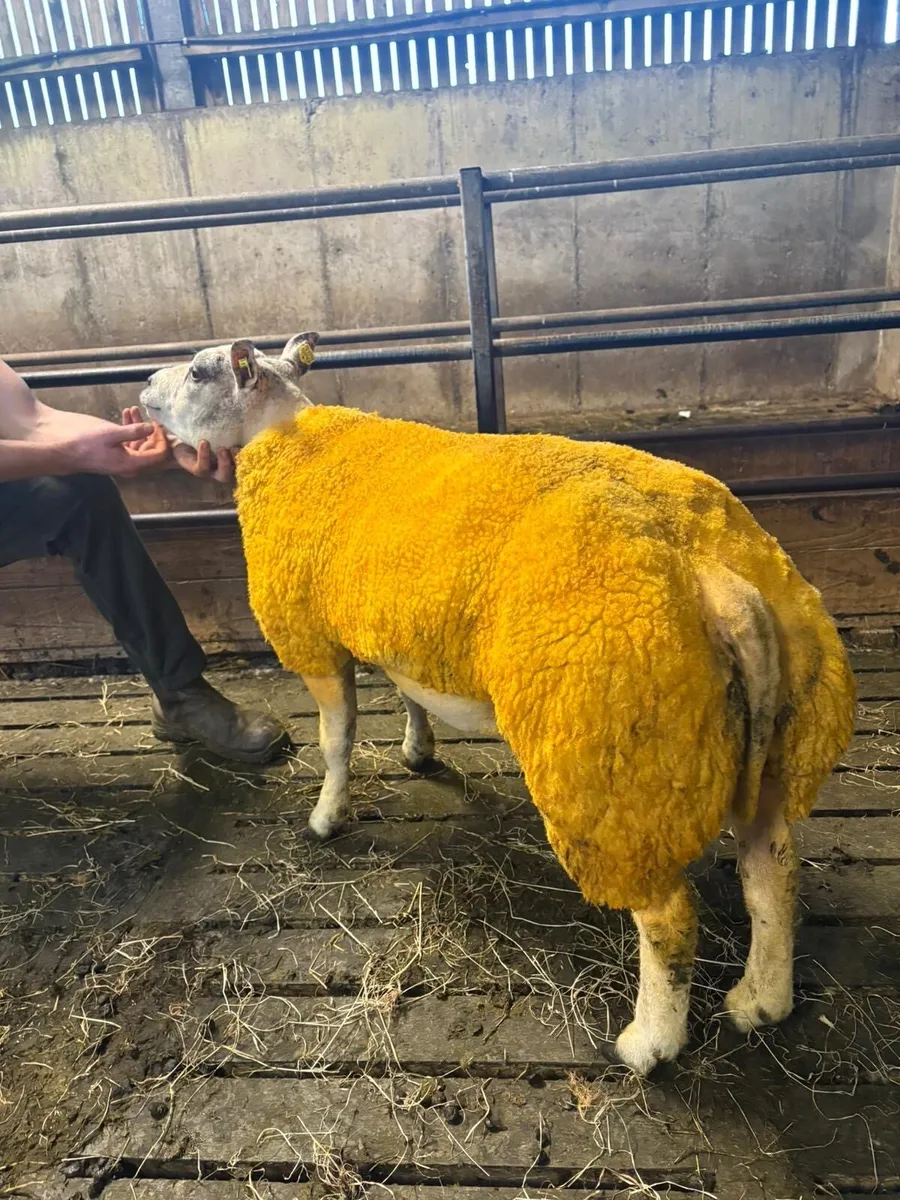 Beltex Ram lamb - Image 3