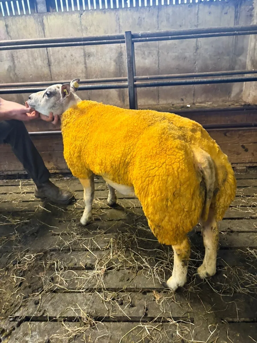 Beltex Ram lamb - Image 4