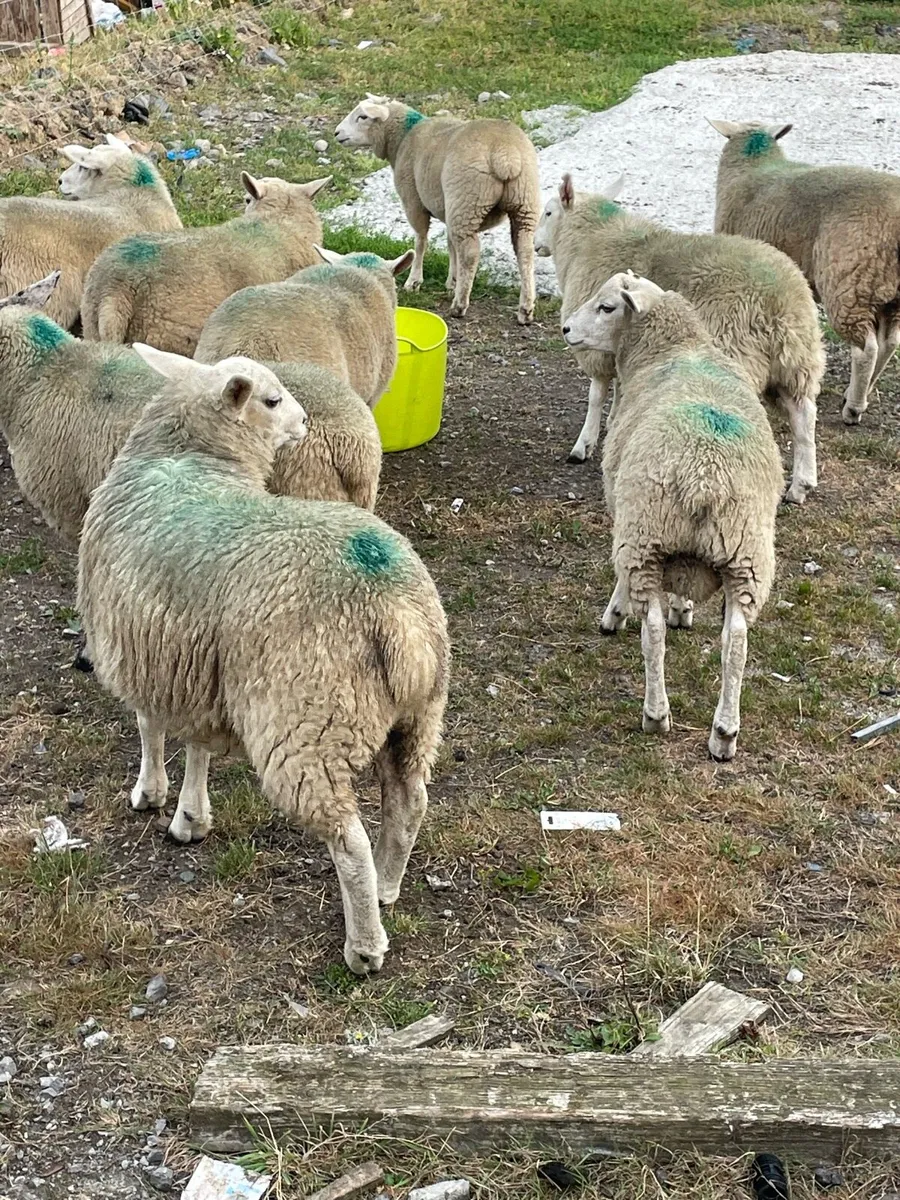 Store lambs - Image 1