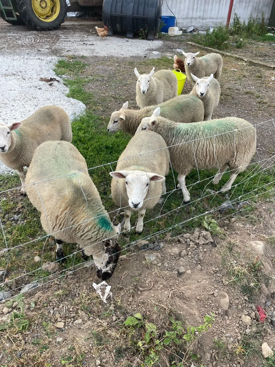 Store lambs - Image 2