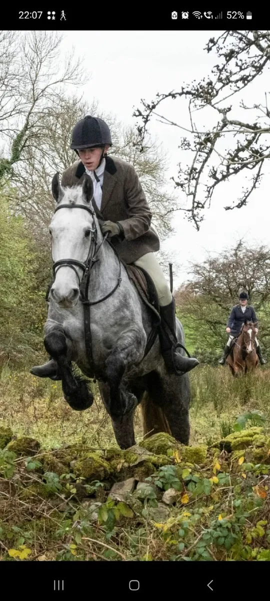 Connemara x draught - Image 1