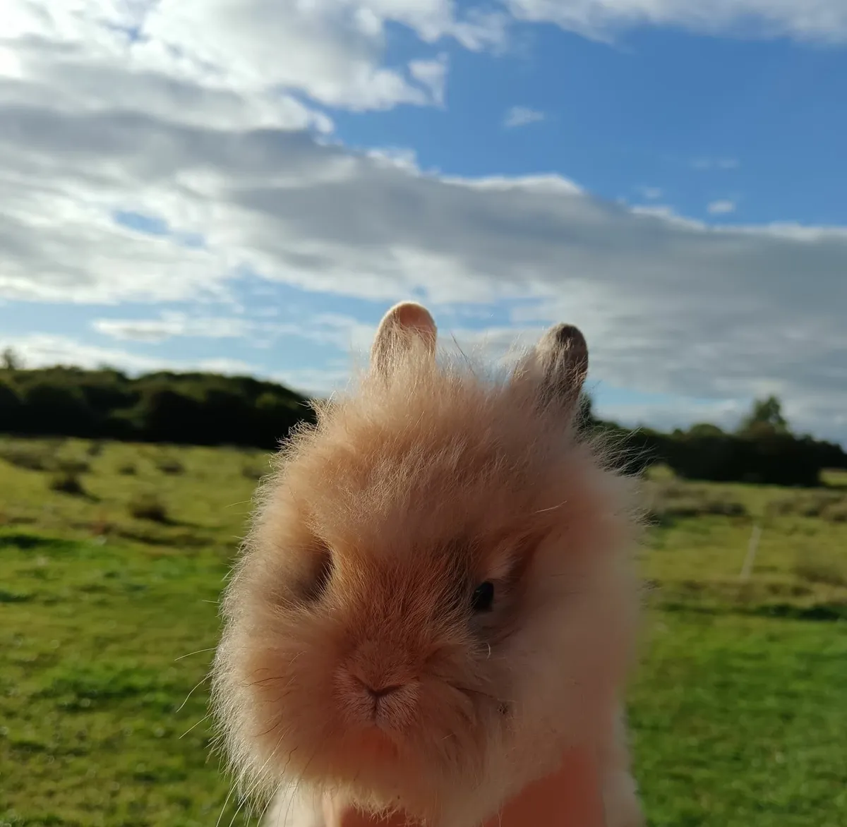 Rabbits - Image 1