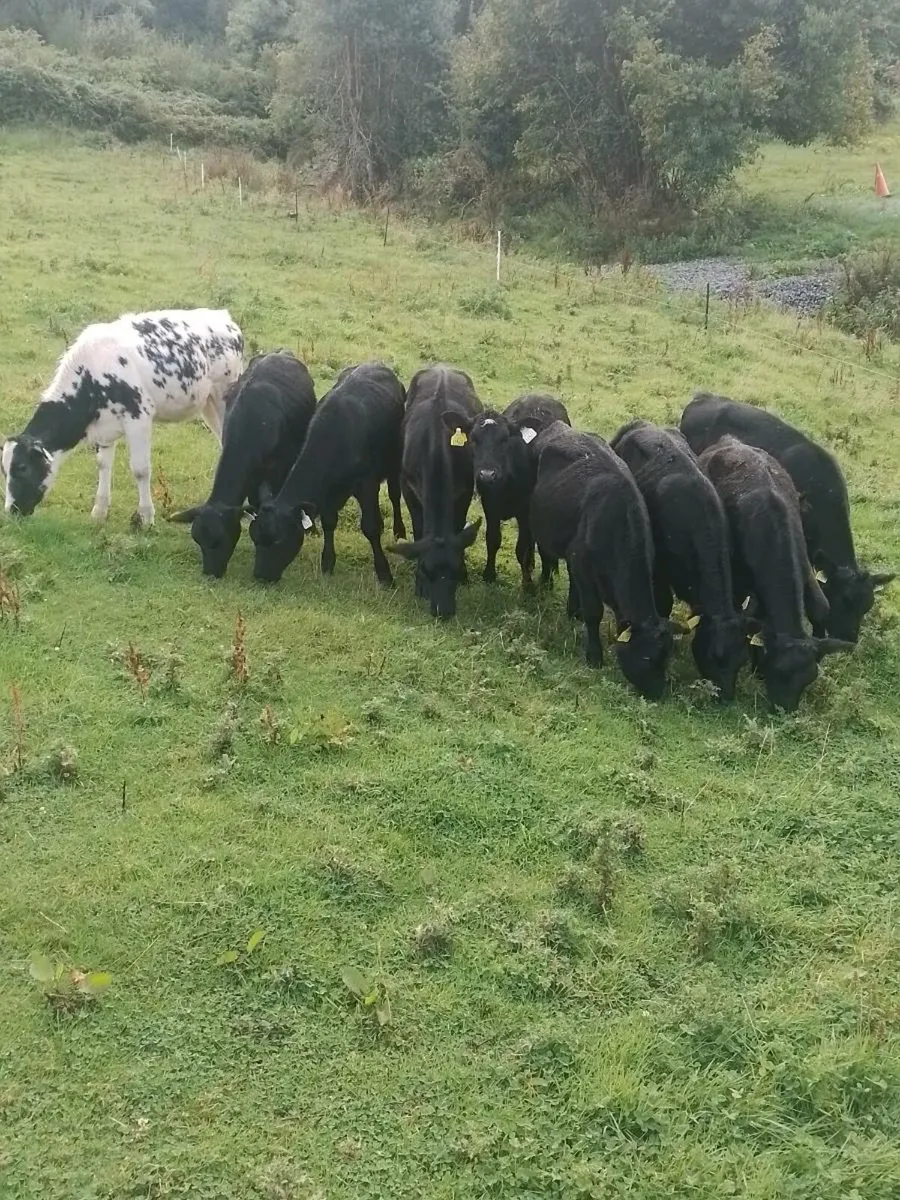 Heifer Calfs. - Image 1