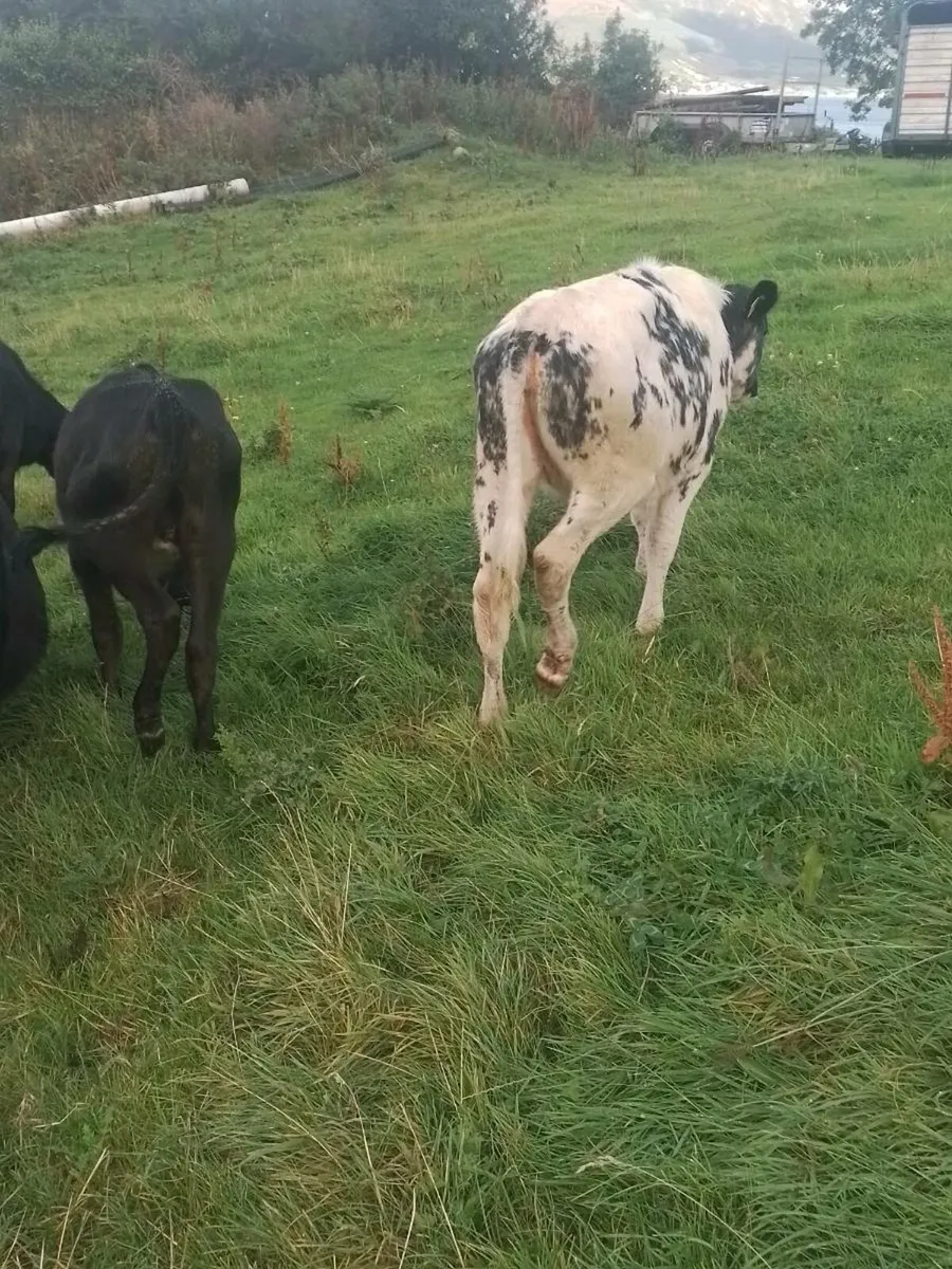 Heifer Calfs. - Image 2