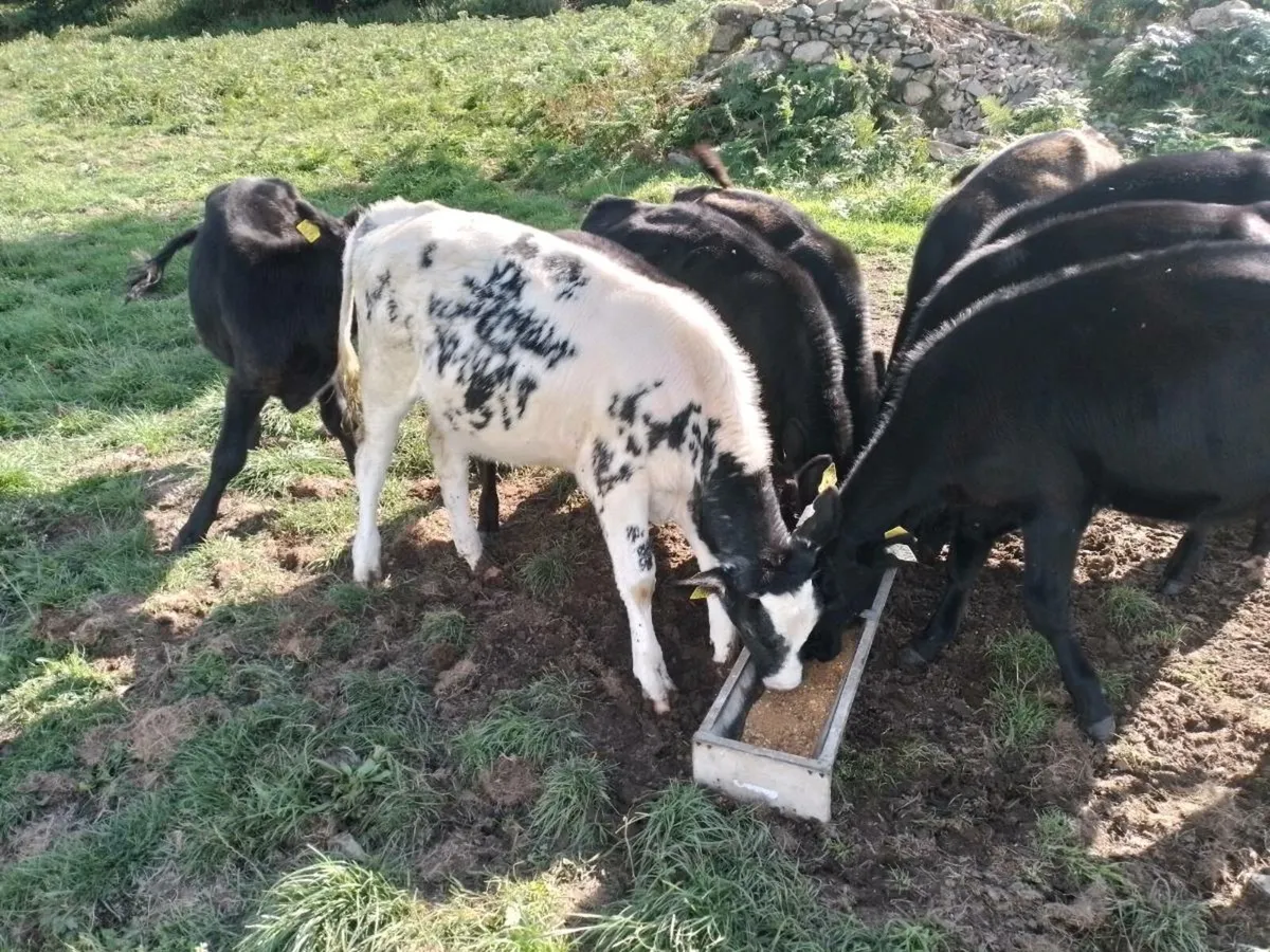 Heifer Calfs. - Image 3