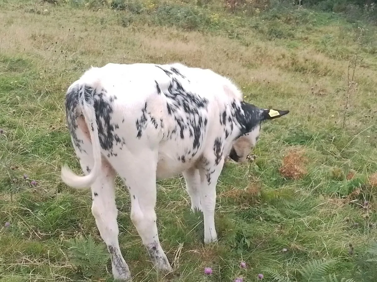 Heifer Calfs. - Image 4