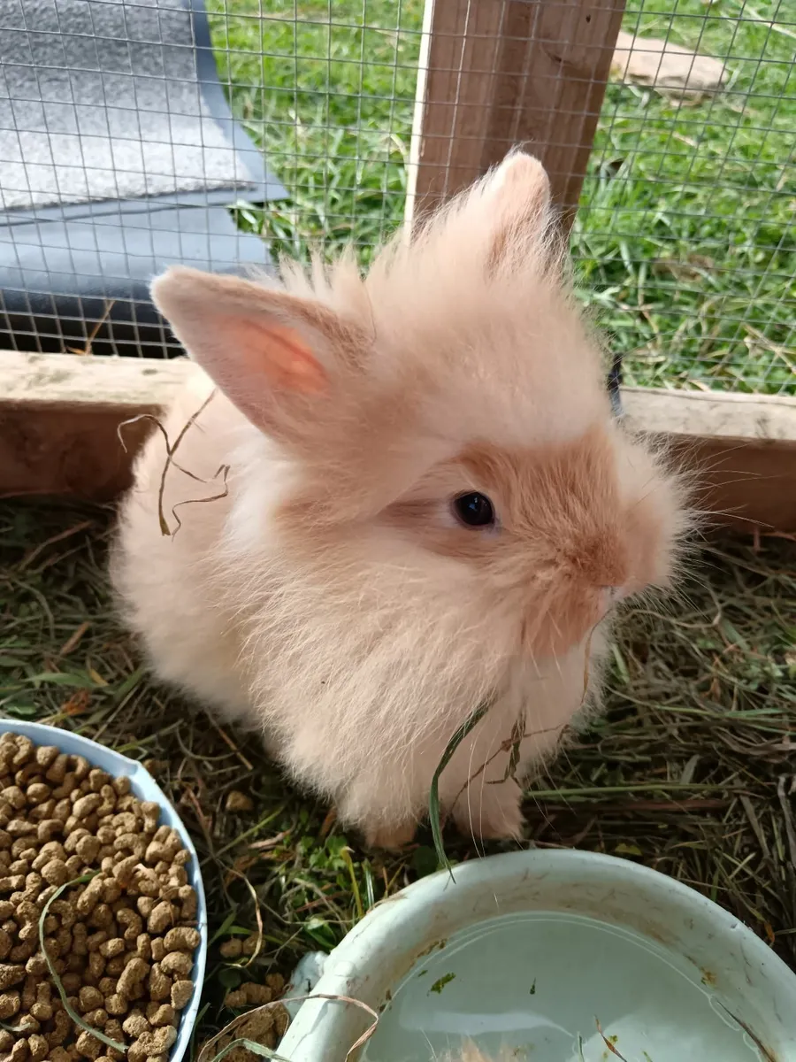 Rabbits - Image 3
