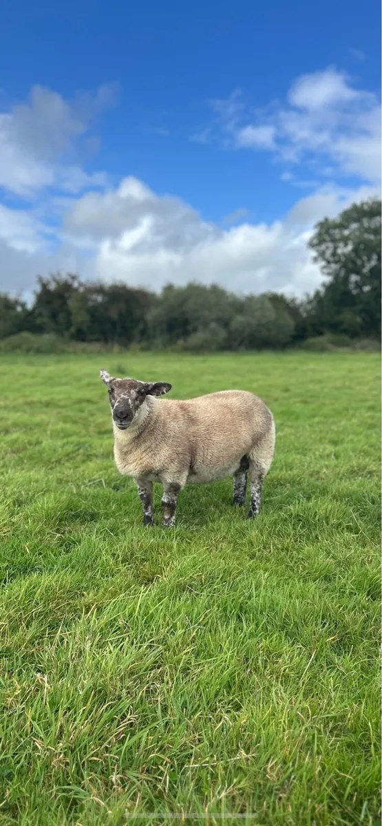 Suftex ram lamb - Image 1