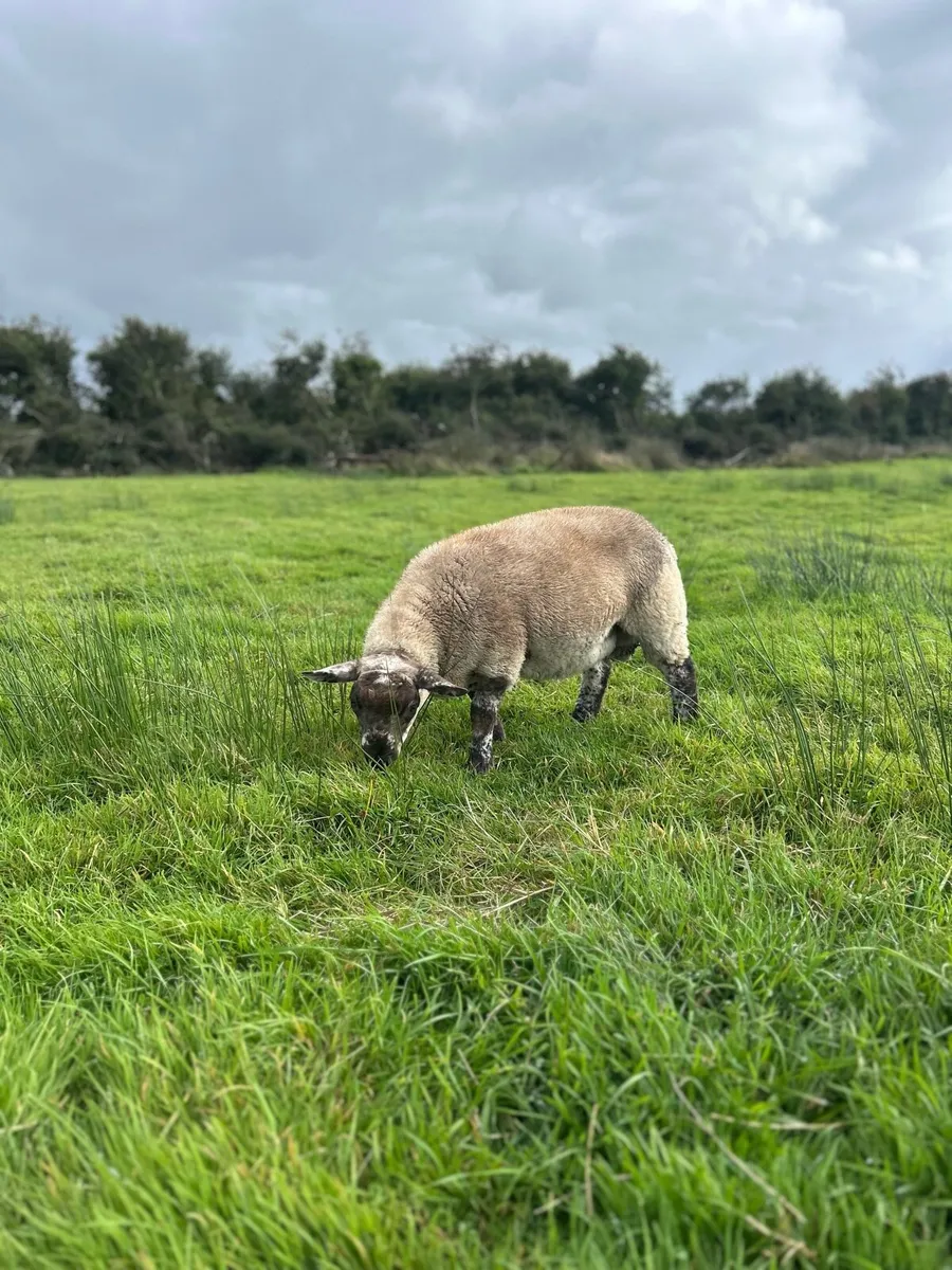 Suftex ram lamb - Image 2