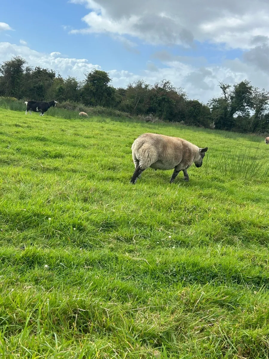Suftex ram lamb - Image 3