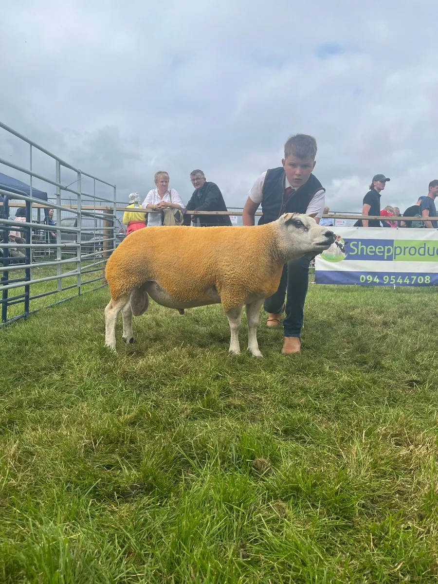 Super beltex rams for sale - Image 4