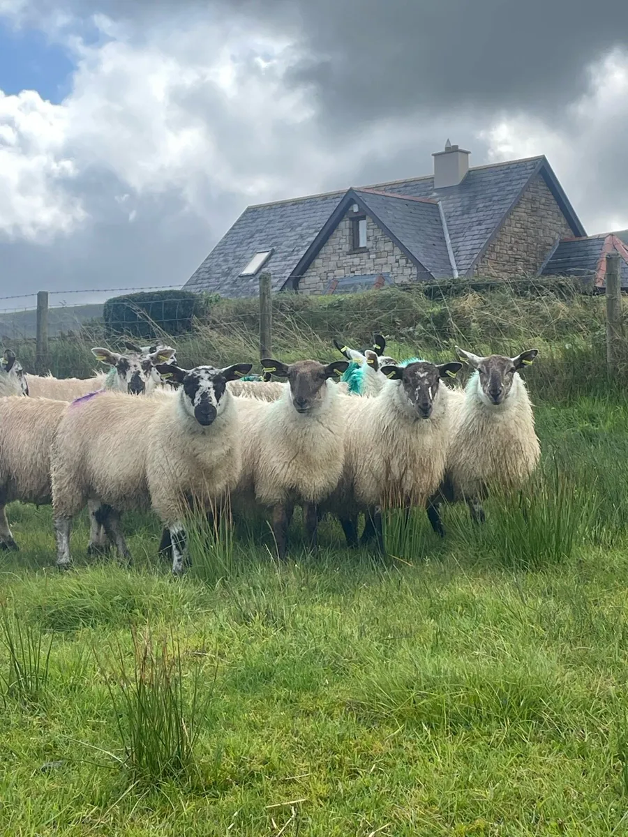 Ewe Lambs - Image 1