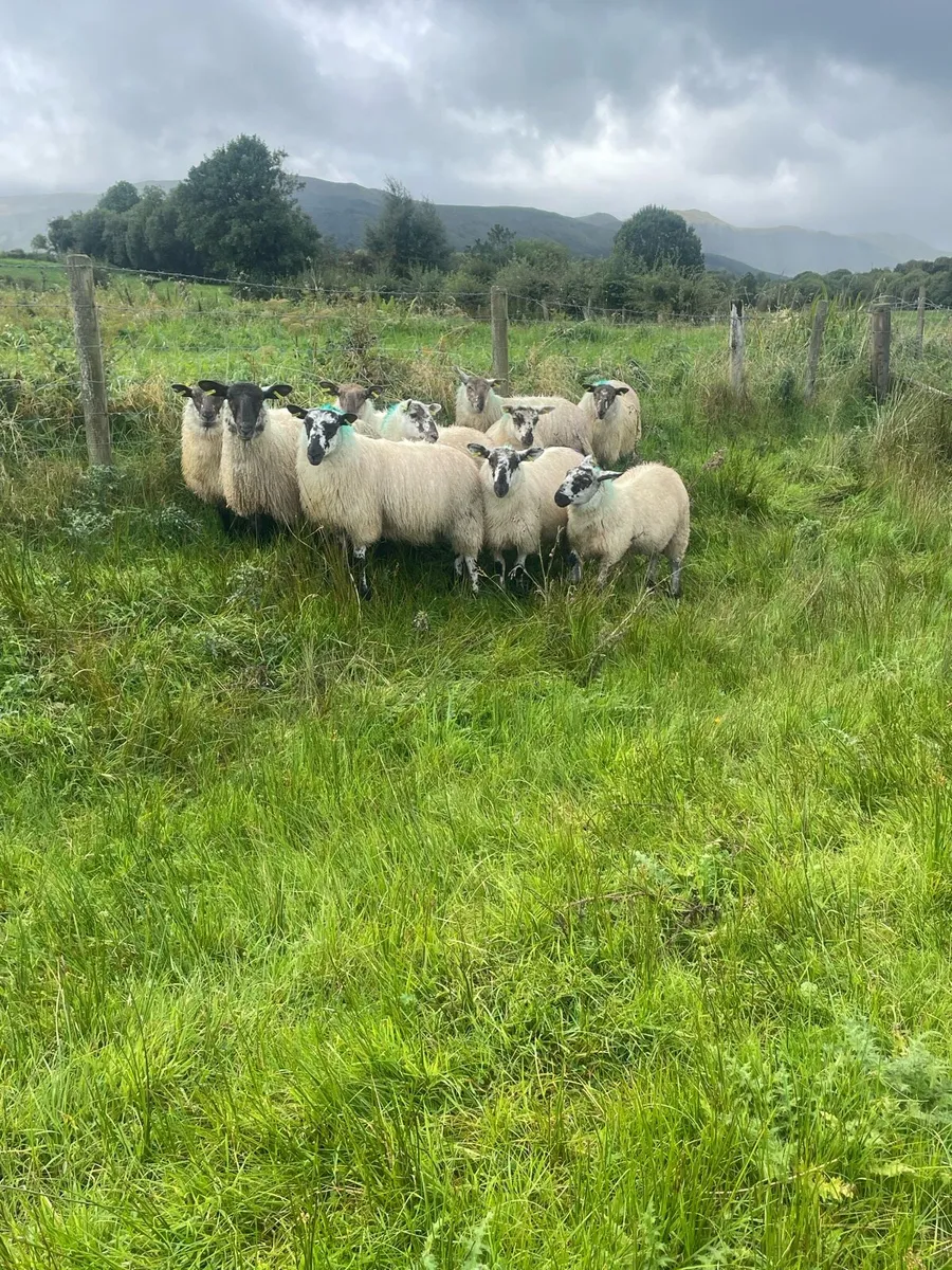 Ewe Lambs - Image 2