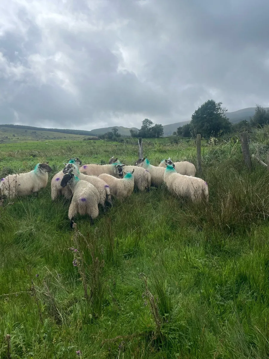 Ewe Lambs - Image 3