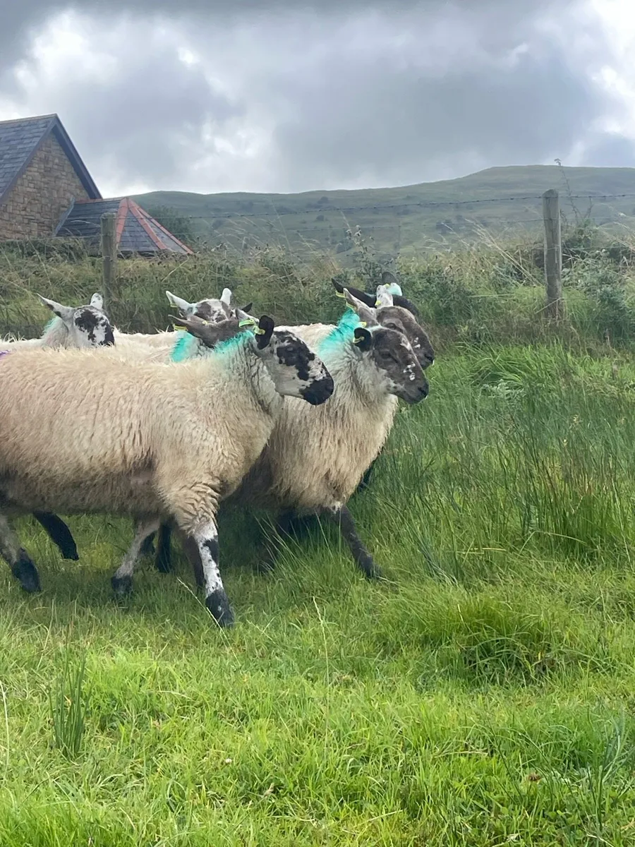 Ewe Lambs - Image 4