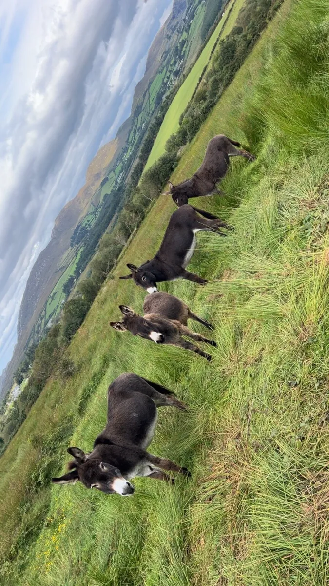 Donkeys - Image 1