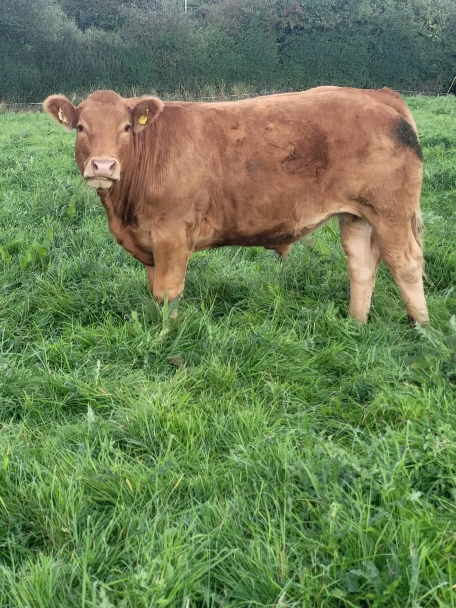 Quality Cattle Available - Image 2
