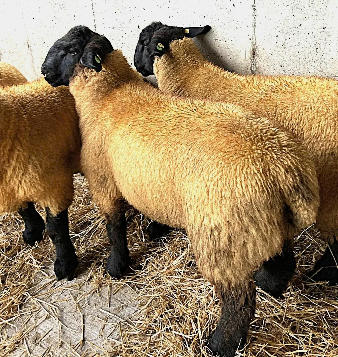Suffolk Ram Lambs - Image 1