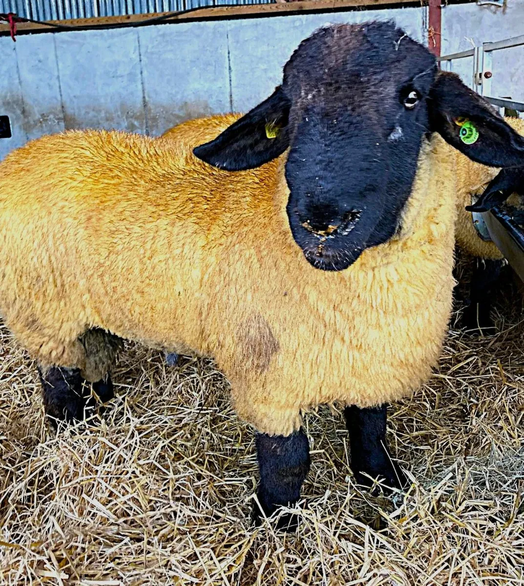 Suffolk Ram Lambs - Image 2