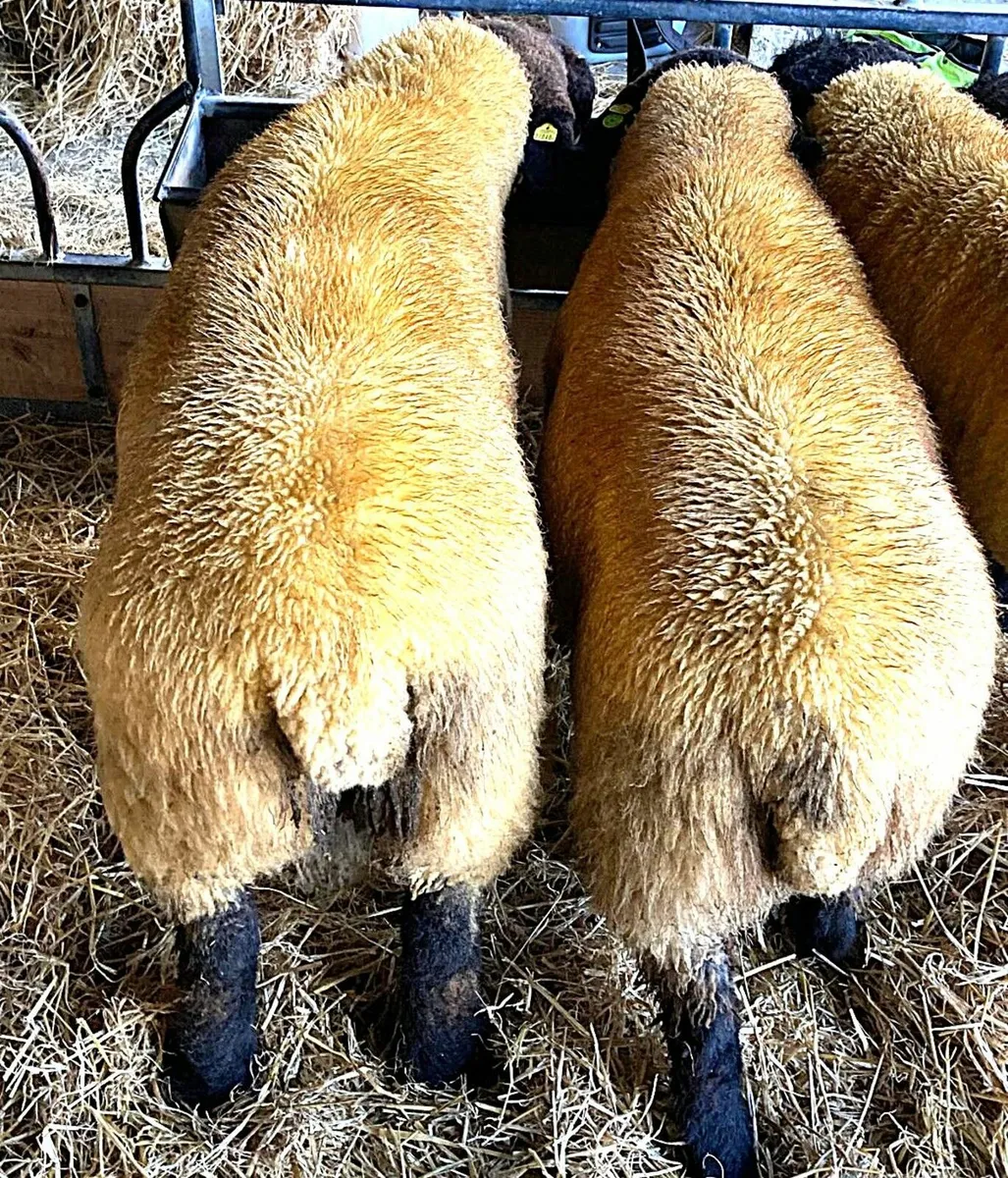 Suffolk Ram Lambs - Image 3