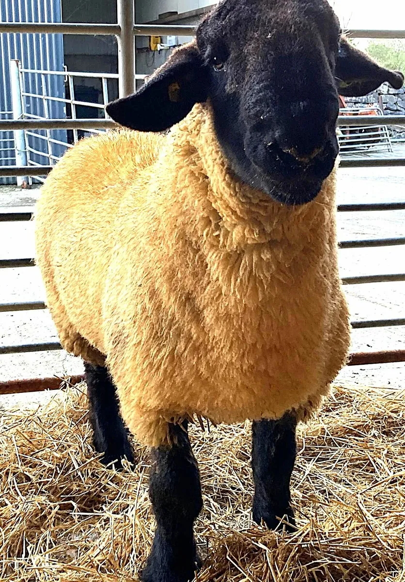 Suffolk Ram Lambs - Image 4