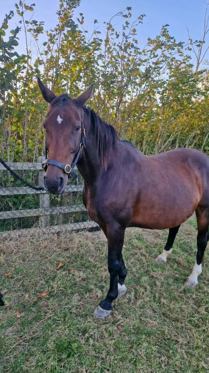 Raheenagurren stables - Image 2