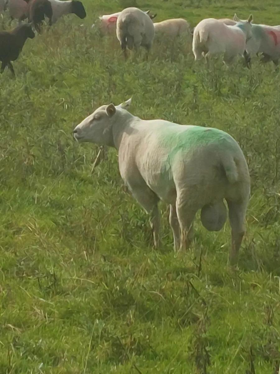 Hogget Ram