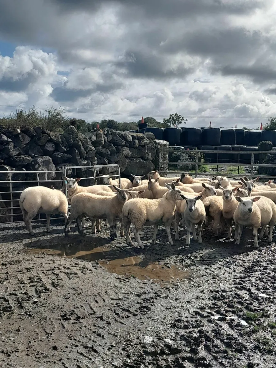 Store lambs - Image 2