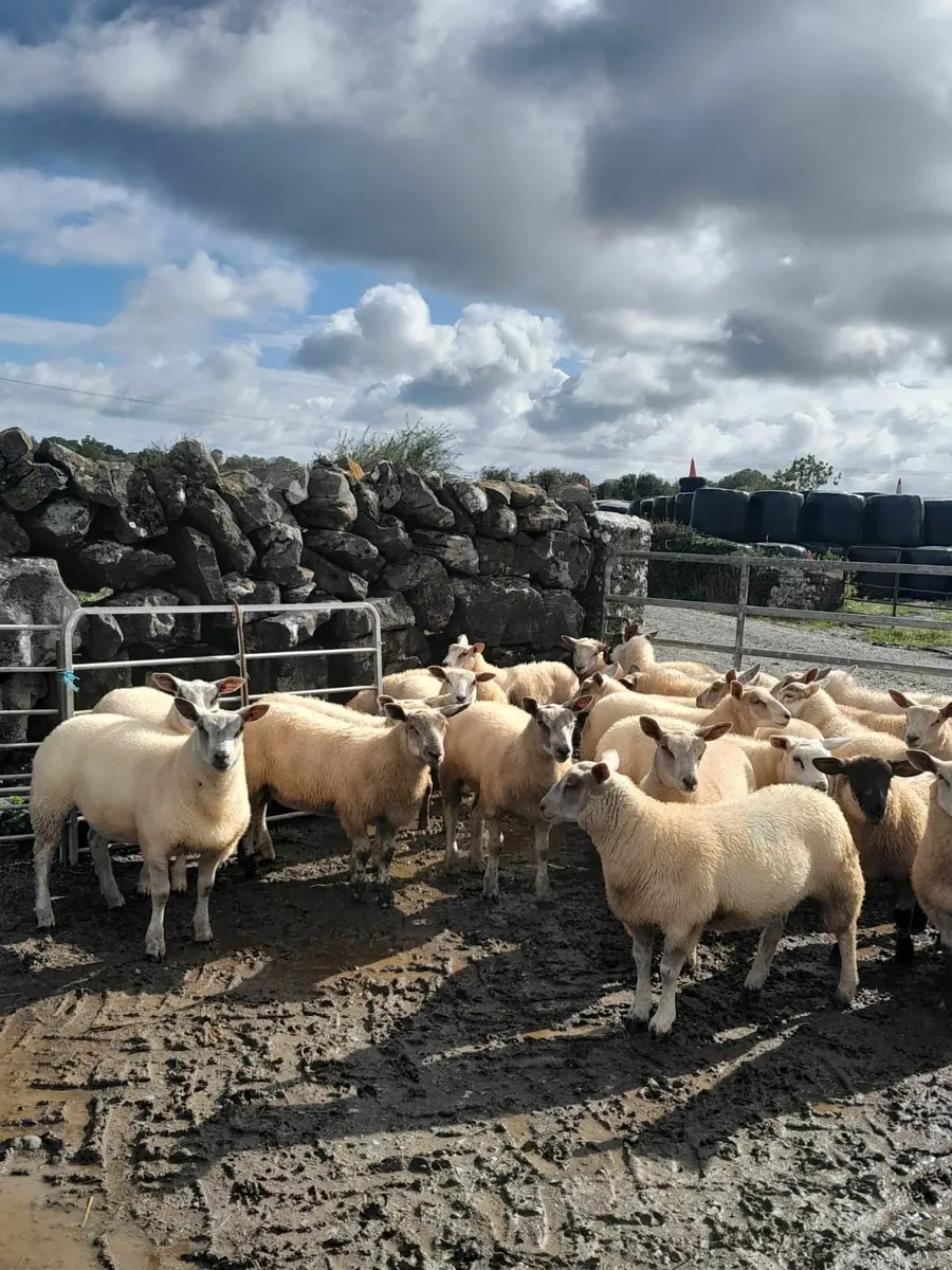 Store lambs - Image 3