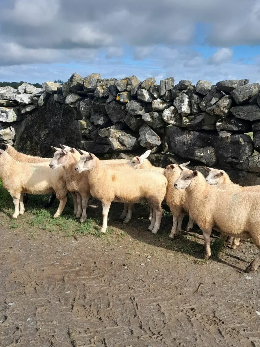 Store lambs - Image 4