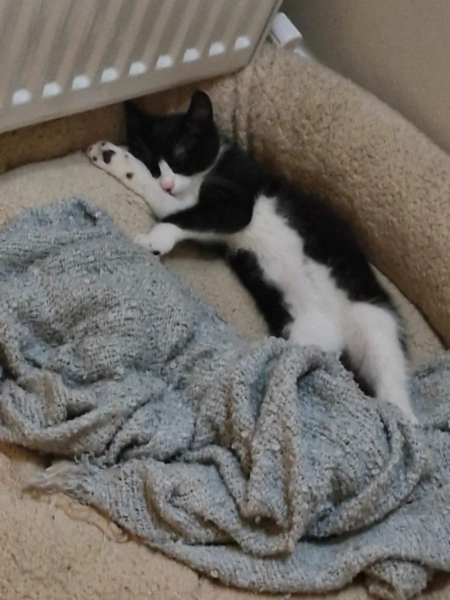 Kitten - Image 2
