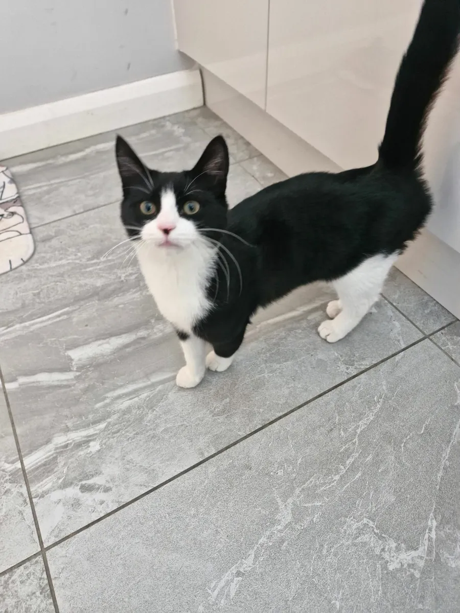 Kitten - Image 1