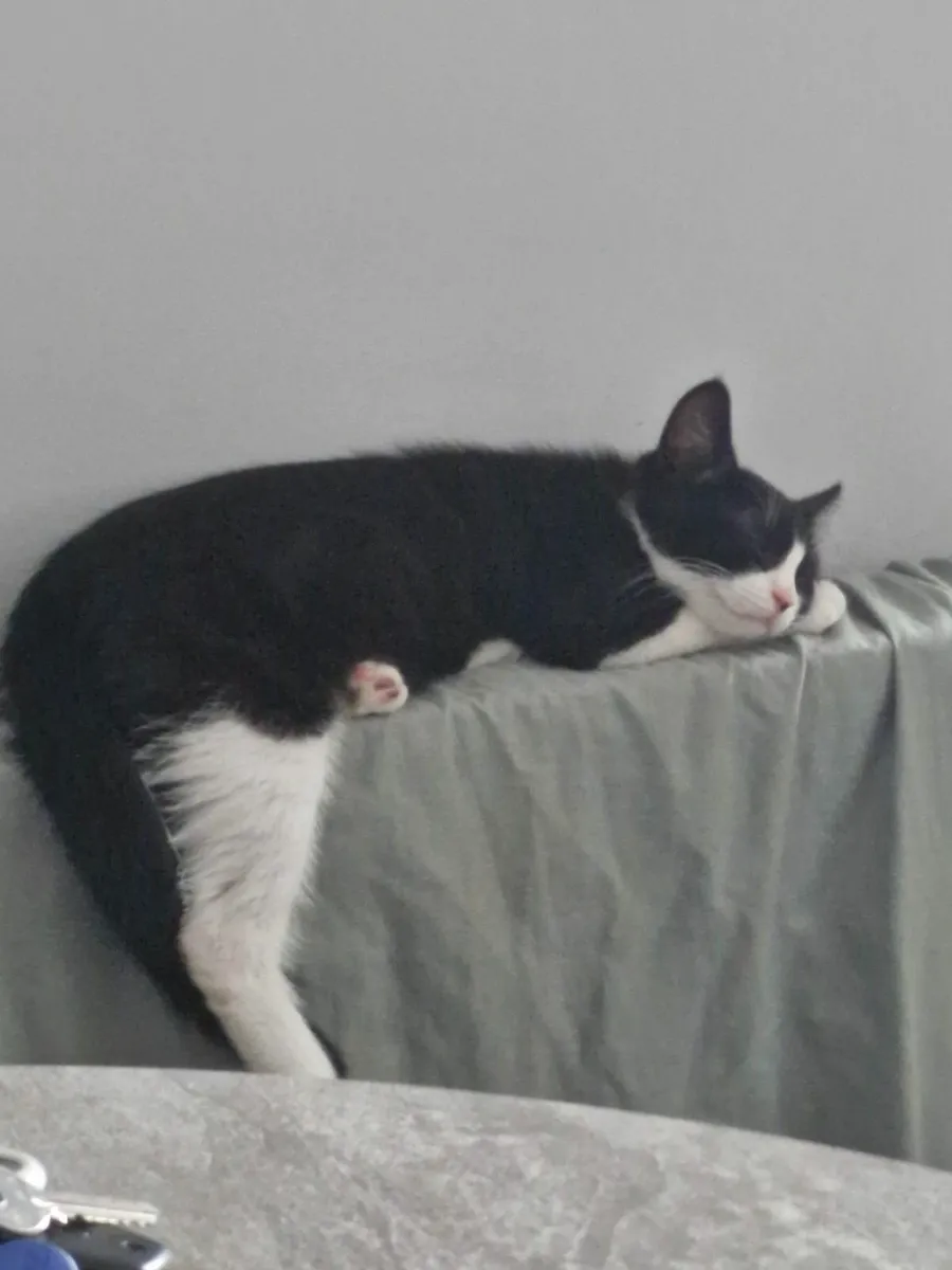 Kitten - Image 3
