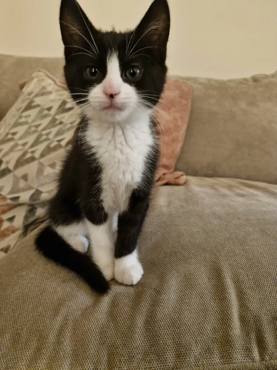 Kitten - Image 4