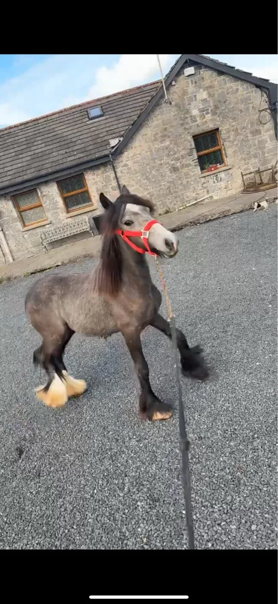 Dun yearling colt - Image 2