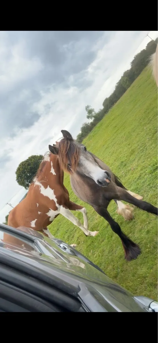 Dun yearling colt - Image 4