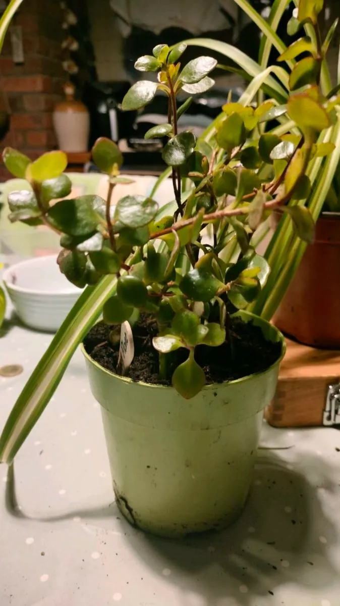 House plants Air purifiers and more. - Image 4