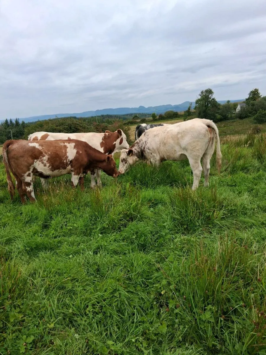 Quality Heifers - Image 1