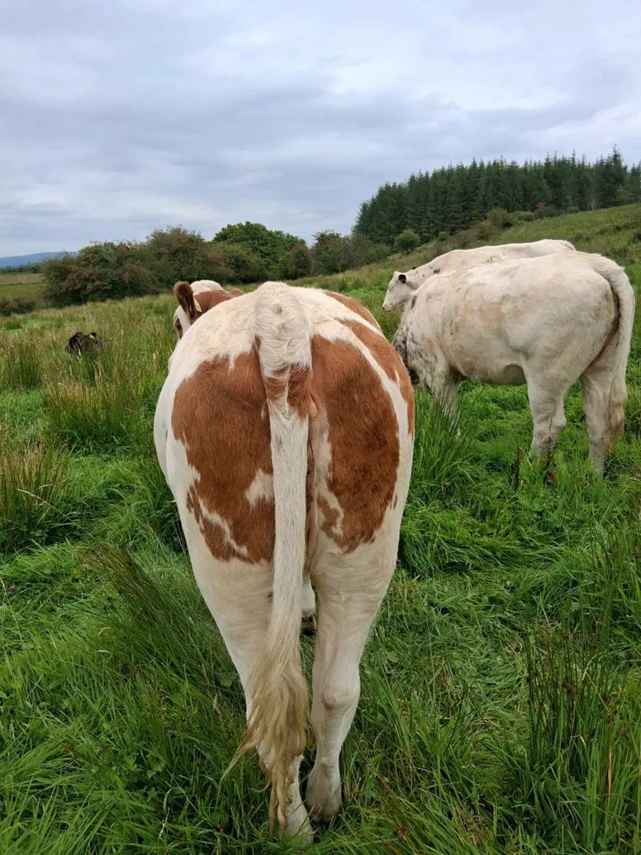 Quality Heifers - Image 2
