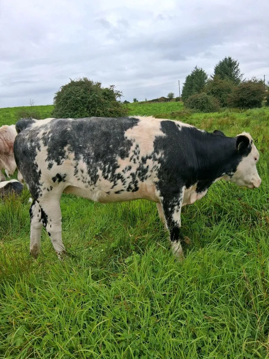 Quality Heifers - Image 3