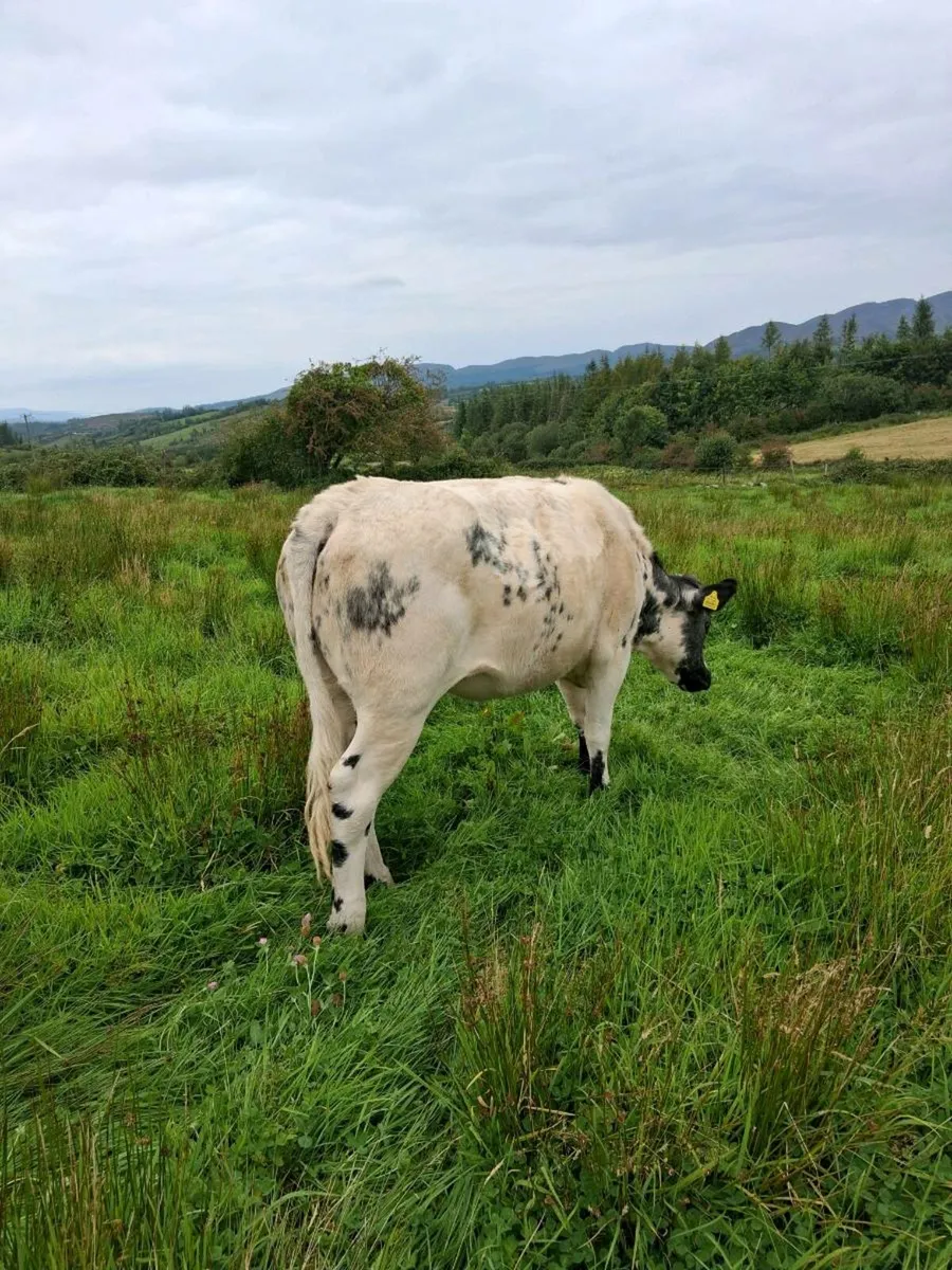Quality Heifers - Image 4