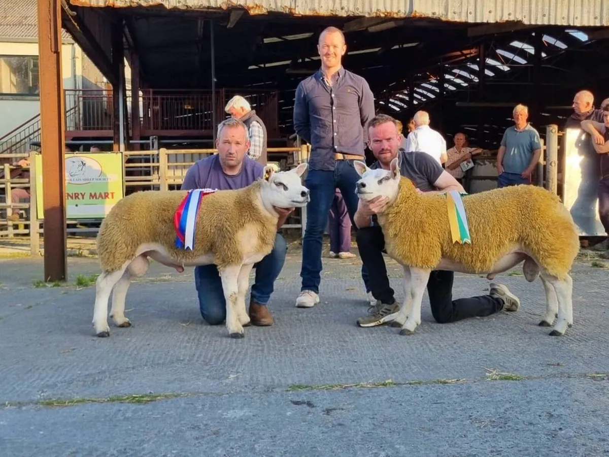 Western region texel club athenry sale 5th sept
