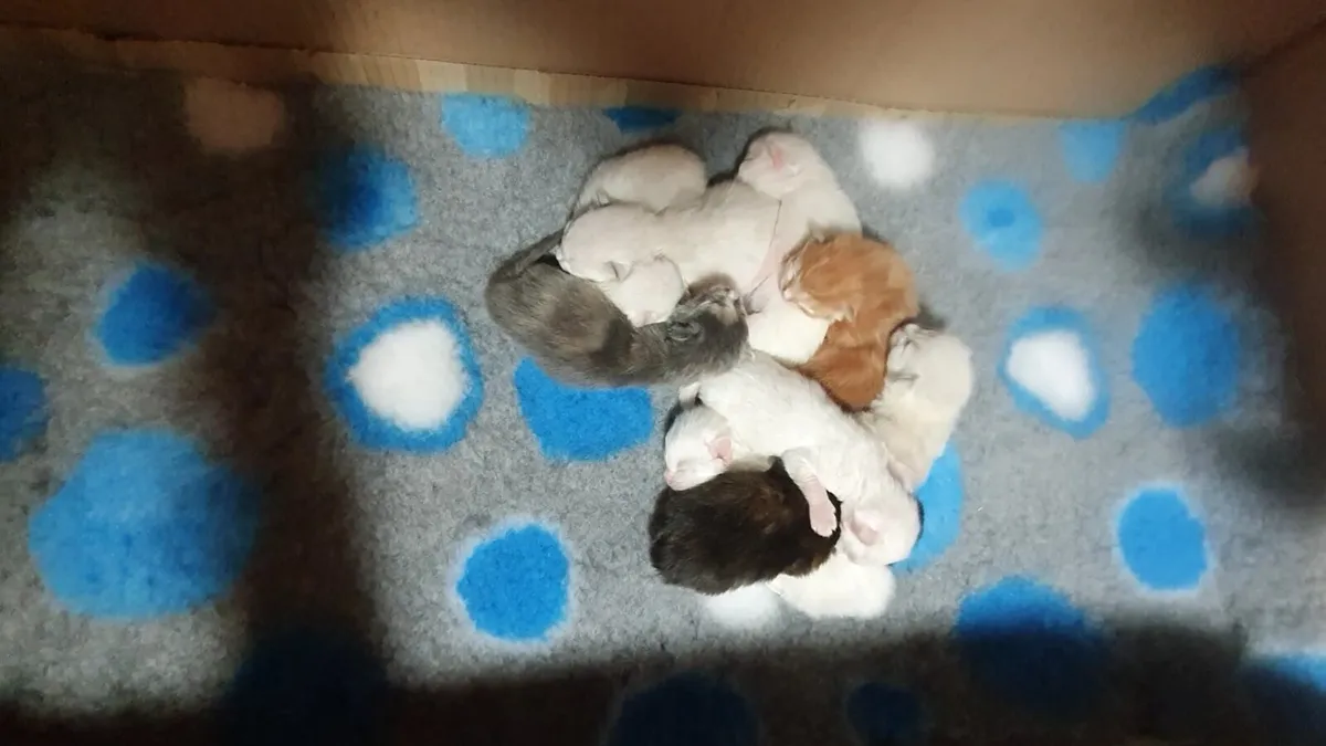 RagCoon Kittens - Maine Coon & Ragdoll Kittens - Image 2